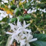 KAWA ZIARNISTA 1kg BRAZYLIA 100%ARABICA Świeżo Palona do EKSPRESU + GRATIS - obrazek 3