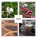 KAWA ZIARNISTA 1kg BRAZYLIA 100%ARABICA Świeżo Palona do EKSPRESU + GRATIS - obrazek 13