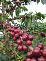 KAWA ZIARNISTA 1kg BRAZYLIA 100%ARABICA Świeżo Palona do EKSPRESU + GRATIS - obrazek 4