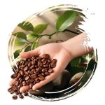 Kawa ziarnista 1kg BRAZYLIA Santos Świeżo Palona 100% ARABICA Tommy Cafe - obrazek 8